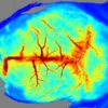 Mouse CBF cerebral blood flow